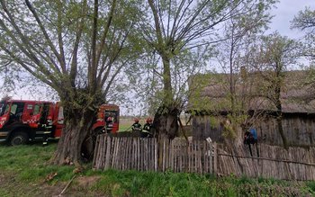 Foc pornit dintr-un copac, la …