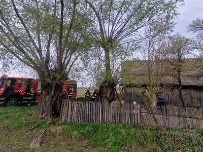 Foc pornit dintr-un copac, la …