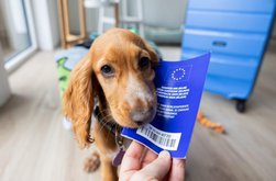 Ordin de la UE pentru …