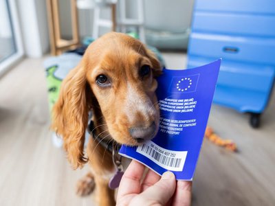 Ordin de la UE pentru …