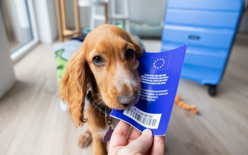 Ordin de la UE pentru transportul animalelor de companie. Noile reguli pe care proprietarii, inclusiv cei români, trebuie să le respecte