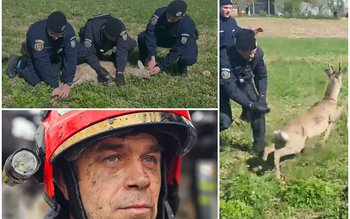 Căprioară rătăcită într-un cartier din …