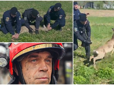Căprioară rătăcită într-un cartier din …