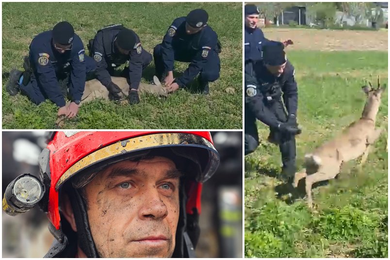 Căprioară rătăcită într-un cartier din Botoșani ajutată de jandarmi să revină în mediul natural