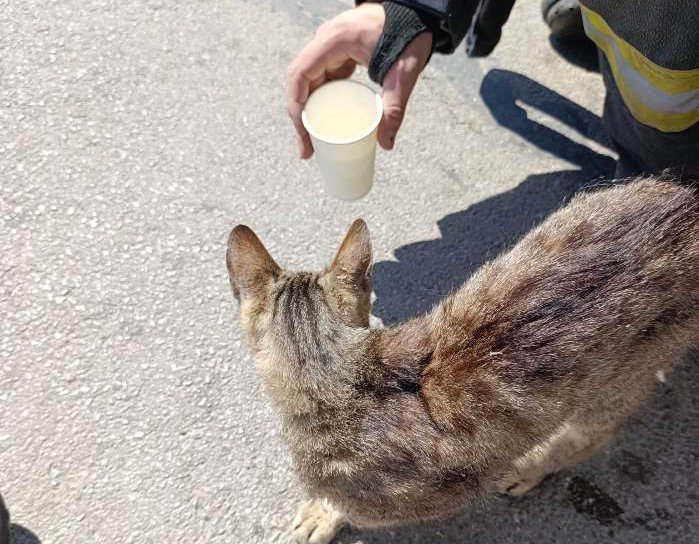 Final fericit pentru o pisică blocată într-un autoturism: a fost salvată și adoptată