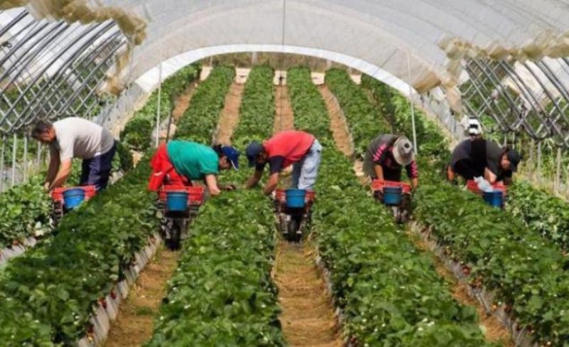 Din 1 iunie, munca zilierilor trece în sistem electronic. Agricultorii din Republica Moldova sunt obligați să înregistreze zilierii într-o platformă digitală