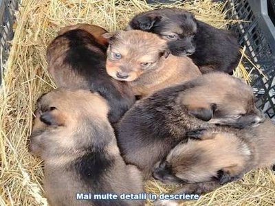 Amendă de 3.000 de lei …