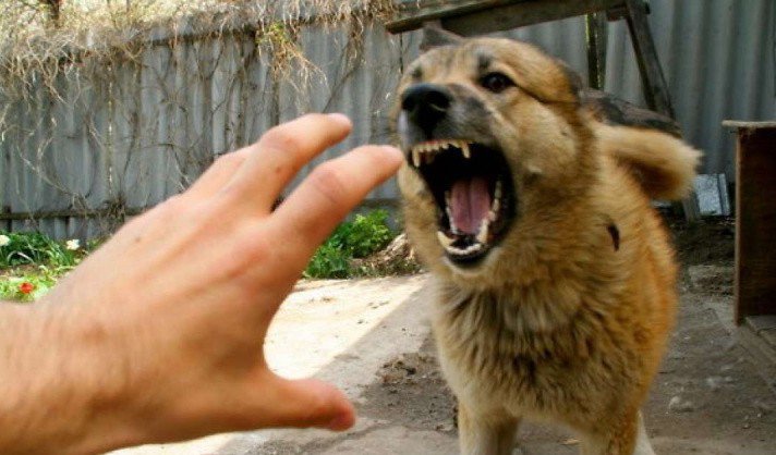 Alertă! Caz de rabie confirmat la un câine cu stăpân din orașul Săveni