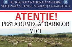 Pesta Micilor Rumegătoare: ANSVSA instituie …