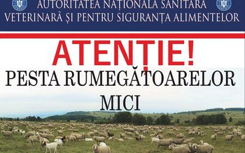 Pesta Micilor Rumegătoare: ANSVSA instituie …