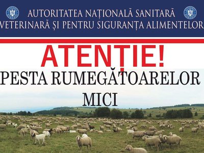 Pesta Micilor Rumegătoare: ANSVSA instituie …