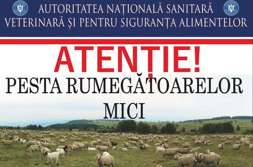 Pesta Micilor Rumegătoare: ANSVSA instituie carantină internă de 30 de zile pentru ovine și caprine