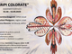 Evenimentul cultural „Aripi colorate” și …