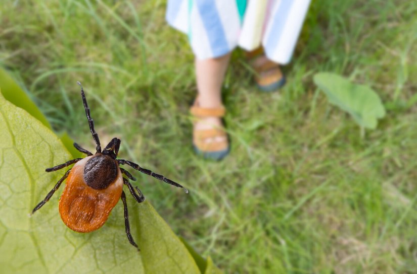 O femeie a stat în comă 42 de zile după ce a fost mușcată de o căpușă în vacanță, în Grecia. Ce diagnostic au pus medicii