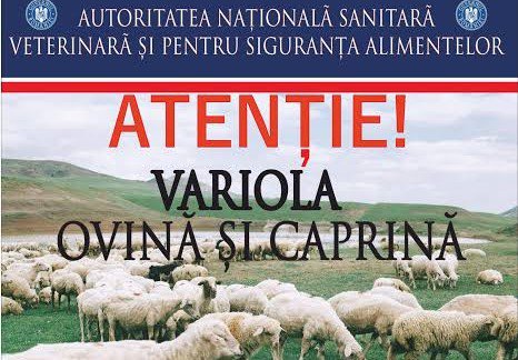 Autorităţile sanitar-veterinare, în alertă după apariţia unui focar de variolă ovină