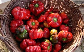 De ce gogoșarii îi ajută …