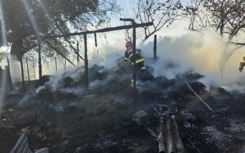 Un adăpost de animale și …