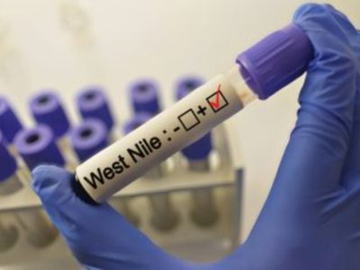 Numărul infecțiilor cu virusul West …
