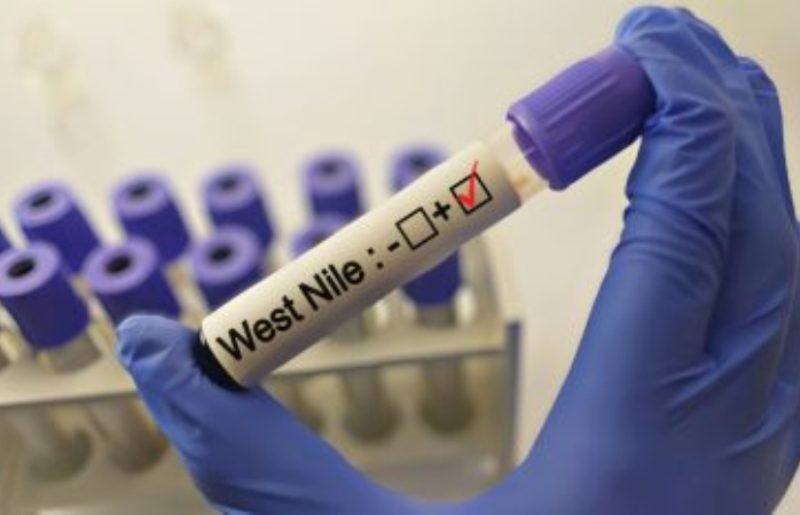 Numărul infecțiilor cu virusul West Nile în România, a ajuns la 46 de cazuri și două decese