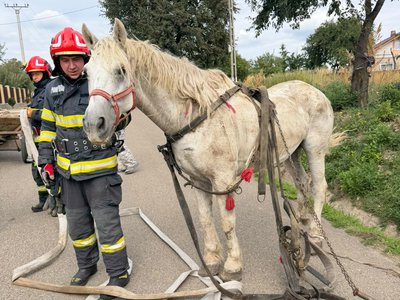 Cal căzut într-un șanț, salvat …
