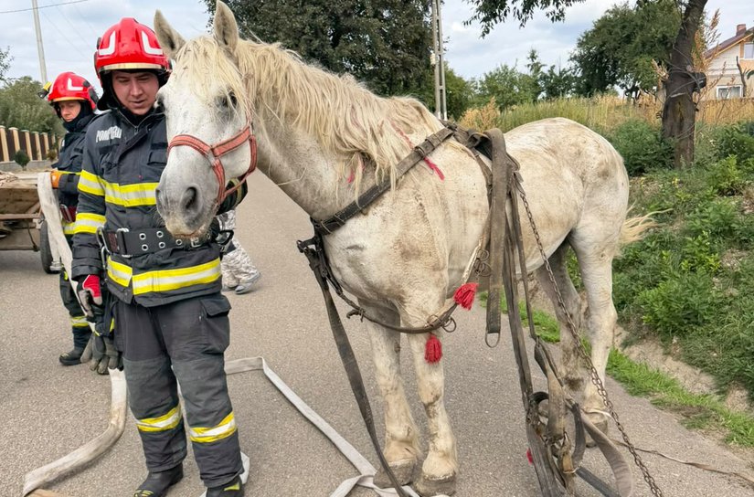 Cal căzut într-un șanț, salvat de pompierii din Dorohoi