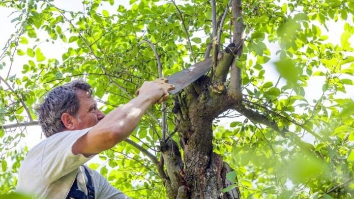 Regulă pentru românii care stau la curte. Ce copaci nu pot fi tăiați fără aprobare? Amenzile ajung până la 5.000 de lei