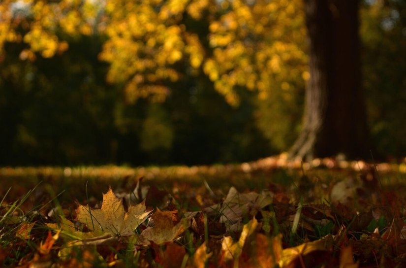 Ce se întâmplă cu temperaturile în următoarele săptămâni. Prognoza ANM pentru toamnă