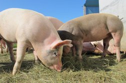 Bani pentru crescătorii de porci! …