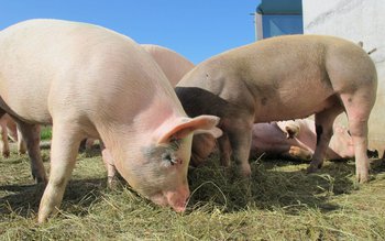 Bani pentru crescătorii de porci! …