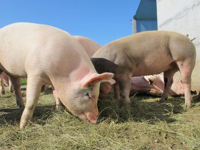 Bani pentru crescătorii de porci! …