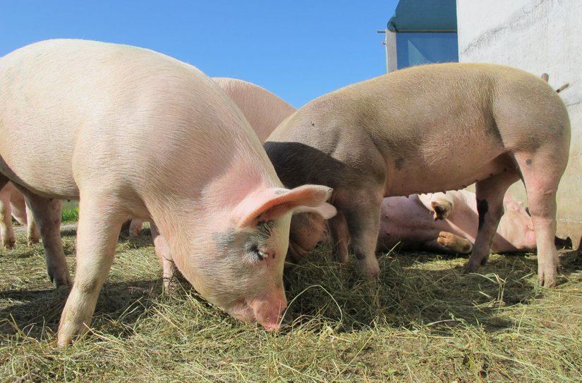 Bani pentru crescătorii de porci! Cât se acordă pentru fiecare animal? Cererea se depune în 15 zile