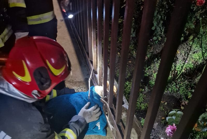 Misiune de salvare a pompierilor din Dorohoi: Un câine a rămas prins cu capul într-un gard de fier